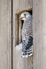 a kestrel sits in the nest hole of a barn