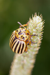 close-up of a potato beetle
