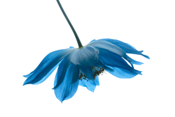 a blue flower with a white background
