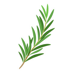 rosemary isolated on white