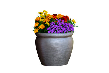 flower pot with vibrant blooms isolated white background