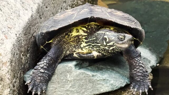水の広場公園 新宿白糸の滝のブロックにとどまるカメ