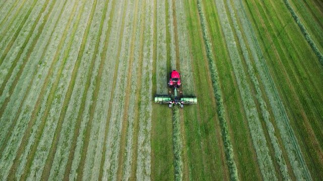 Agricultural machinery works in field. Modern tractor with autopilot, navigation system collects mown grass in mowing, row. Forage preparation for dairy farming. Preparation haylage, farmer's routine.