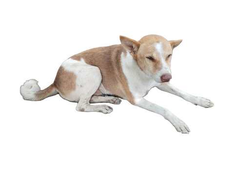 A beautiful dog sleeping