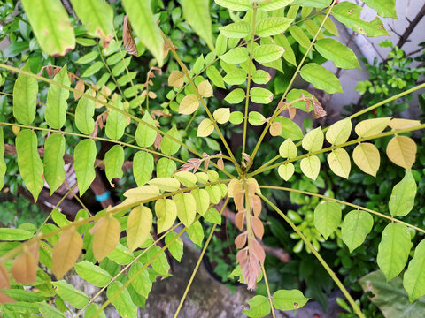 Phyllanthus acidus, known as the Otaheite gooseberry, Malay gooseberry, Tahitian gooseberry, country gooseberry, star gooseberry, starberry, arbari, West India gooseberry, Grosella, or gooseberry