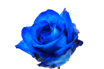 a blue rose is shown against a white background