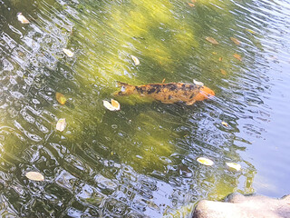 Carp swimming in the lake