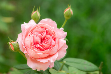 Pink rose blooming with the soft win in a lush green garden. Perfect for romantic, botanical, or nature themed concepts.