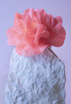 fleur  pivoine  arborescente  portrait mise en sc&egrave;ne rose pierre l&eacute;g&egrave;ret&eacute; art contrastes  douceur  plante v&eacute;g&eacute;tal min&eacute;ral diff&eacute;rence 