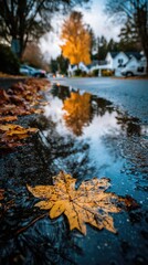 an autumn leaf falling on the street