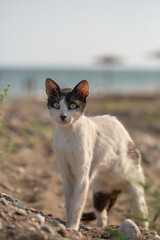 A striking black-and-white cat with piercing yellow eyes stands on a rocky shore, gazing intently into the distance, surrounded by serene coastal scenery.