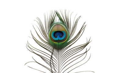 Fototapeta premium Peacock Feather Isolated on transparent Background