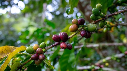 Close-up of Catimor Arabica coffee variety growing on a branch with both red green coffee cherries in a tropical plantation, illustrating different ripening stages and sustainable quality production