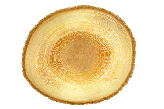 a wooden slice with a cross section of wood