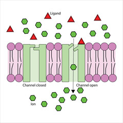 Ligand-gated ion channel Structure and mechanism of action