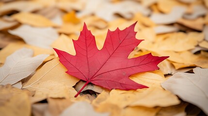 Fall Foliage, Leaf-covered Ground, Outdoor, Vibrant Red Maple Leaf on a Bed of Golden Autumn Leaves