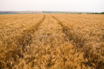 Golden Ripe Wheat Ears Ready for Harvest – Agricultural Concept of Abundance and Maturity

