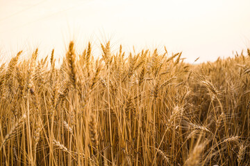 Golden Ripe Wheat Ears Ready for Harvest – Agricultural Concept of Abundance and Maturity

