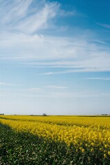 Vibrant Canola Field Under Bright Blue Sky