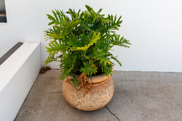 Topfpflanze Philodendron Außendekoration