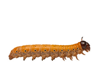 Vibrant Orange Caterpillar on White Background Close-Up