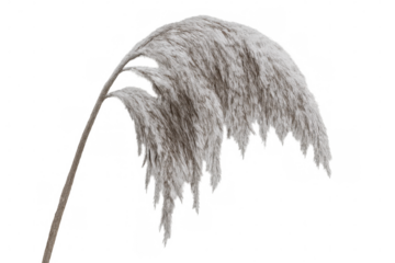 Realistic 3d rendering of a pampas grass bending over a transparent background, perfect for adding a touch of nature to any design