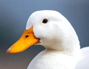 Close-up of a white duck's head (1)
