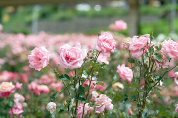 Pink roses in full bloom with soft background