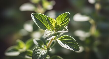 Sunlit oregano plant with vibrant green leaves flourishing in a garden. A concept of fresh, organic herbs for healthy cooking and seasoning.