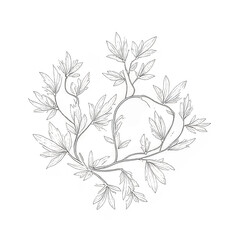 Hand-drawn botanical illustration of delicate branch with leaves  