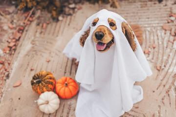 A cocker spaniel dog dressed in a ghost costume sits on the ground. Nearby are small pumpkins in...
