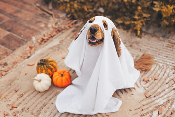 A cocker spaniel dog dressed in a ghost costume sits on a porch surrounded by pumpkins. The dog...