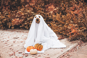 A cocker spaniel dog dressed in a ghost costume sits on a path surrounded by autumn leaves and...