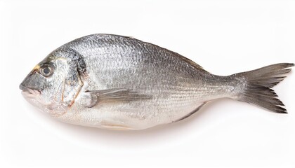 Fototapeta premium Fresh sea bream lying on white background
