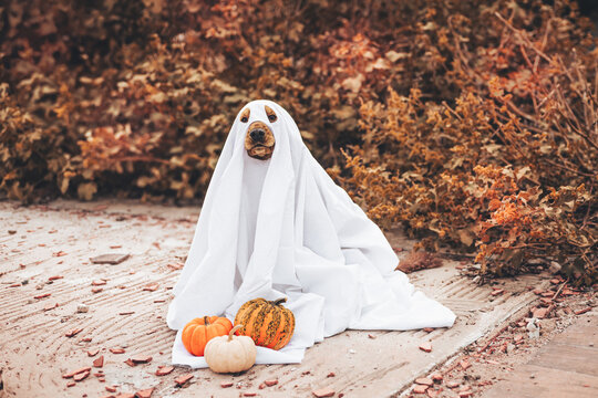 A cocker spaniel dog dressed in a ghost costume sits on a path surrounded by autumn leaves and pumpkins. The scene captures a playful Halloween theme.