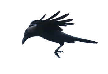 A black bird with its wings spread out in the air