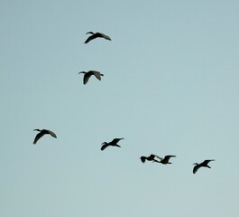 A flock of birds flying in a line across the sky