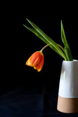 Elegant orange fritillaria flower in vase still life photography on black background art
