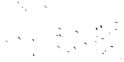 A flock of birds flying in the sky