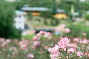 Pink roses in full bloom with soft background