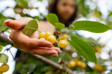 A woman is holding a bunch of yellow fruit in her hand