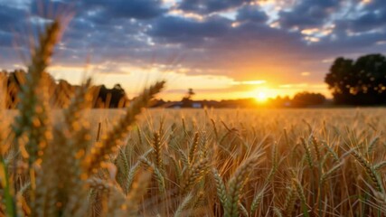 Field of wheat with golden sunset Foreground of close wheat stalks - Powered by Adobe