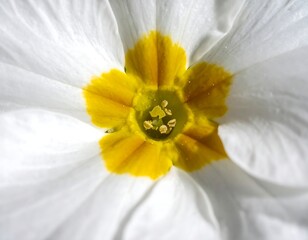 Close-up of a white flower's center