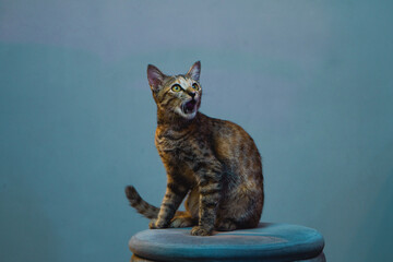 Obraz premium Funny tabby cat with tongue out sitting on stool under dramatic studio lighting