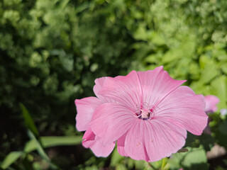 Close-up of Vibrant Pink Mallow Flower with Detailed Petals