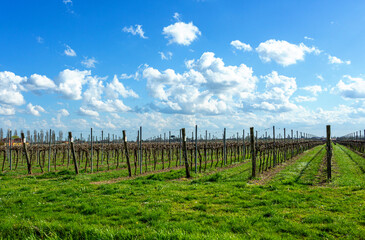 Fototapeta premium Expansive vineyard landscape under a bright blue sky with fluffy white clouds, showcasing rows of grapevines and lush green grass, embodying agricultural beauty and serenity