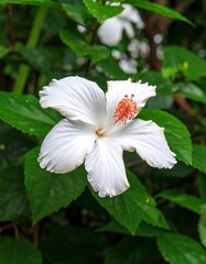 Close-up of a white hibiscus flower (2)