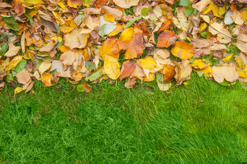 Autumn Contrast: Golden Leaves on Emerald Grass