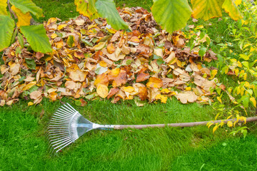 Autumn Harvest: Pile of Leaves and Rake in Garden