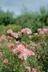 Pink roses in full bloom with soft background